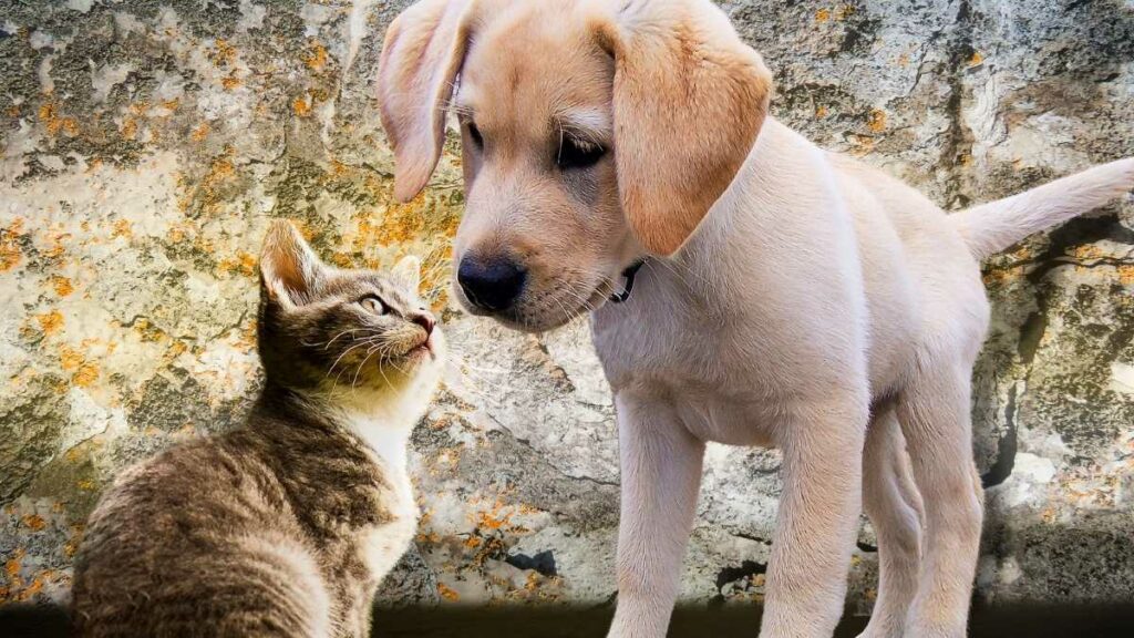 Timon atingiu 100% a vacinação em cães e gatos contra a raiva, foram mais de 51.000 vacinados